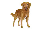 Nova Scotia Duck Tolling Retriever in front of white background