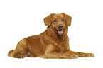 Nova Scotia Duck Tolling Retriever in front of white background