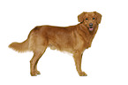 Nova Scotia Duck Tolling Retriever in front of white background