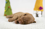 Nova Scotia Duck Tolling Retriever Puppy