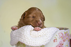 Nova Scotia Duck Tolling Retriever Puppy