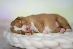 Nova Scotia Duck Tolling Retriever Puppy