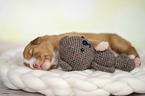 Nova Scotia Duck Tolling Retriever Puppy