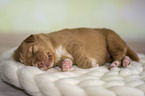 Nova Scotia Duck Tolling Retriever Puppy