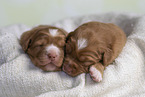 Nova Scotia Duck Tolling Retriever Puppies