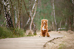 sitting Nova Scotia Duck Tolling Retriever