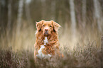 Nova Scotia Duck Tolling Retriever Portrait