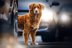 Nova Scotia Duck Tolling Retriever between cars