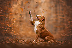 Nova Scotia Duck Tolling Retriever in autumn
