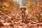 young Nova Scotia Duck Tolling Retriever