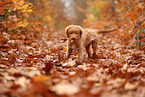 young Nova Scotia Duck Tolling Retriever