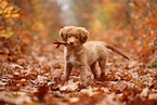 young Nova Scotia Duck Tolling Retriever