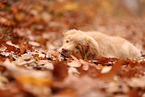 young Nova Scotia Duck Tolling Retriever