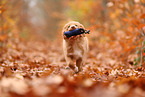 young Nova Scotia Duck Tolling Retriever