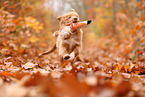 young Nova Scotia Duck Tolling Retriever