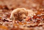 young Nova Scotia Duck Tolling Retriever