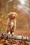 young Nova Scotia Duck Tolling Retriever