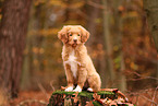 young Nova Scotia Duck Tolling Retriever