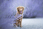 young Nova Scotia Duck Tolling Retriever