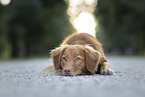 young Nova Scotia Duck Tolling Retriever