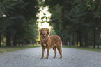 young Nova Scotia Duck Tolling Retriever