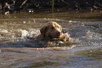 Nova Scotia Duck Tolling Retriever in the water