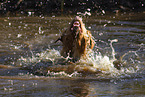 Nova Scotia Duck Tolling Retriever in the water