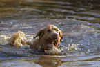 Nova Scotia Duck Tolling Retriever in the water