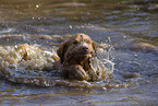 Nova Scotia Duck Tolling Retriever in the water