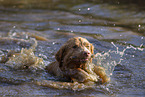 Nova Scotia Duck Tolling Retriever in the water
