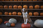 female Nova Scotia Duck Tolling Retriever