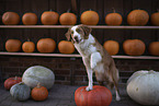 female Nova Scotia Duck Tolling Retriever