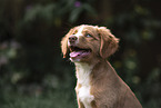 Nova Scotia Duck Tolling Retriever puppy