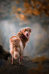 young male Nova Scotia Duck Tolling Retriever