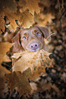 female Nova Scotia Duck Tolling Retriever