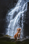 Nova Scotia Duck Tolling Retriever in front of a waterfall