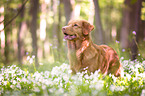 Nova Scotia Duck Tolling Retriever