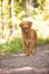 Nova Scotia Duck Tolling Retriever