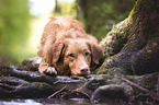 Nova Scotia Duck Tolling Retriever