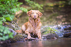 Nova Scotia Duck Tolling Retriever