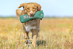 Nova Scotia Duck Tolling Retriever outdoor