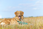 Nova Scotia Duck Tolling Retriever outdoor