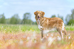 Nova Scotia Duck Tolling Retriever outdoor