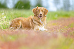 Nova Scotia Duck Tolling Retriever outdoor