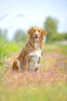 Nova Scotia Duck Tolling Retriever outdoor