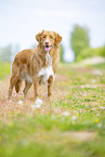 Nova Scotia Duck Tolling Retriever outdoor