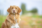 Nova Scotia Duck Tolling Retriever outdoor