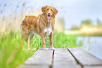 Nova Scotia Duck Tolling Retriever outdoor