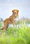 Nova Scotia Duck Tolling Retriever outdoor