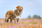 Nova Scotia Duck Tolling Retriever outdoor